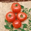 German Johnson Tomato