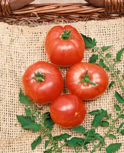 German Johnson Tomato