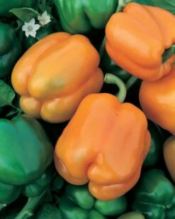Golden California Wonder Bell Pepper