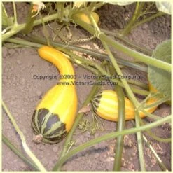 Small Spoon Gourd