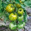Green Zebra Tomato