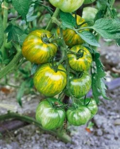 Green Zebra Tomato