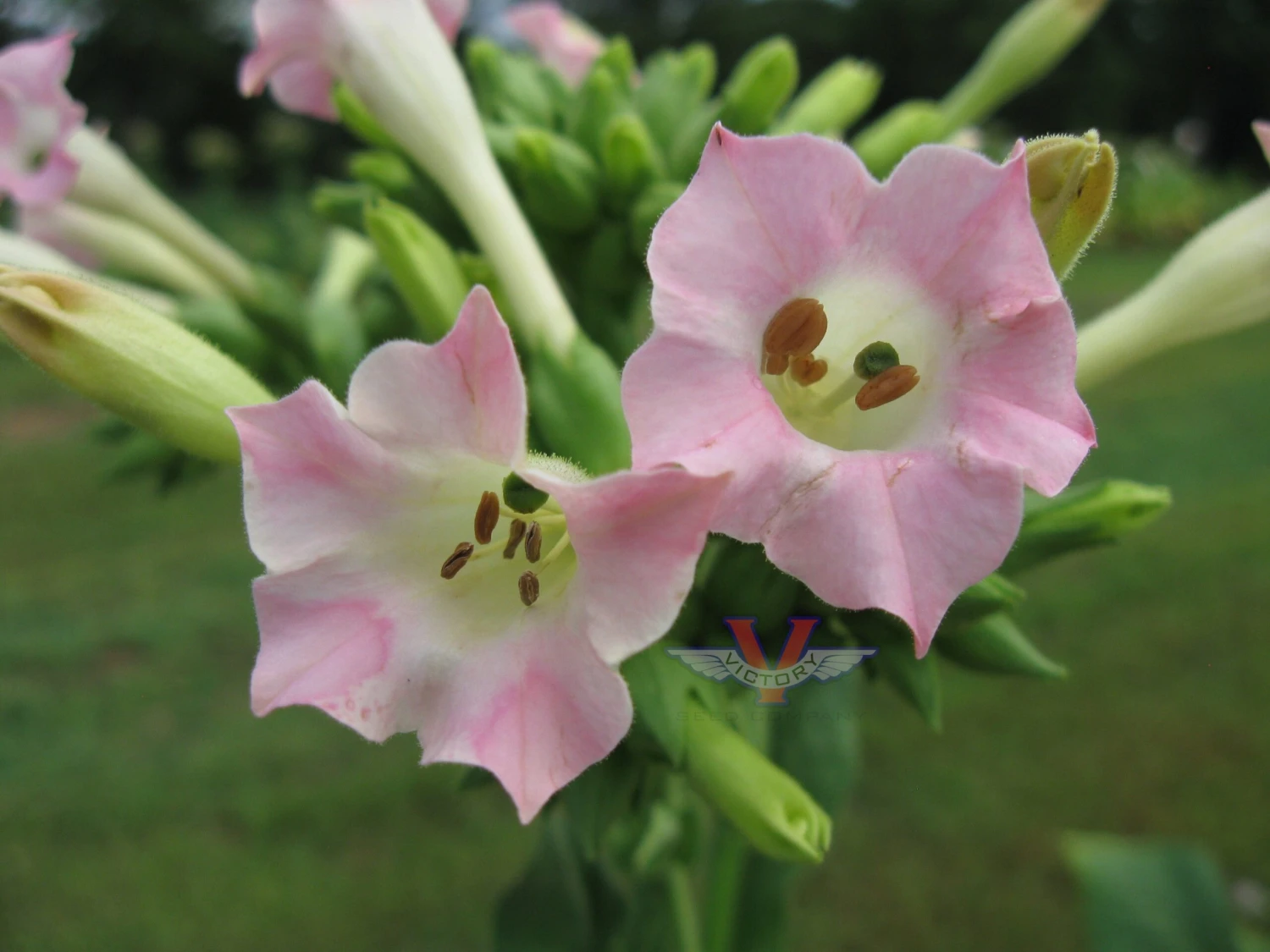 Hickory Pryor Tobacco - Image 2