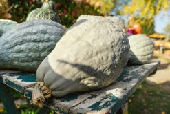 Hubbard, Blue - Winter Squash