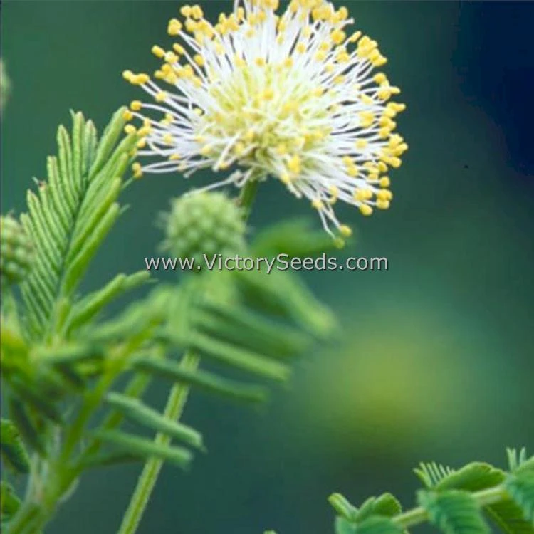 Illinois Bundleflower