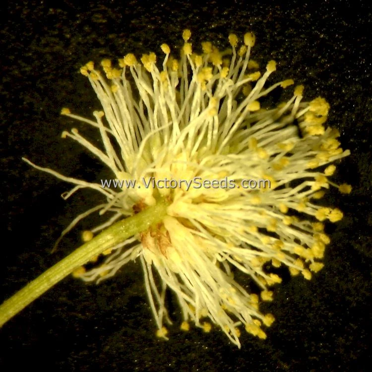 Illinois Bundleflower - Image 4