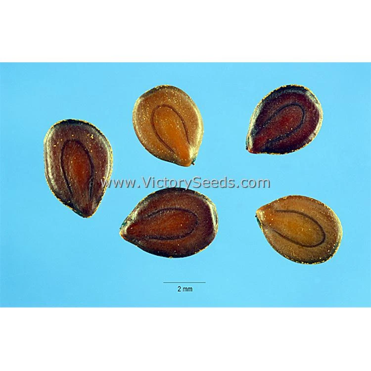 Illinois Bundleflower - Image 3