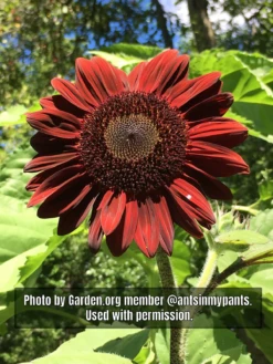 Chocolate Cherry Sunflower