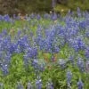 Texas Bluebonnet