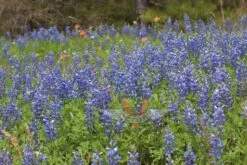 Texas Bluebonnet