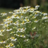 Chamomile, German