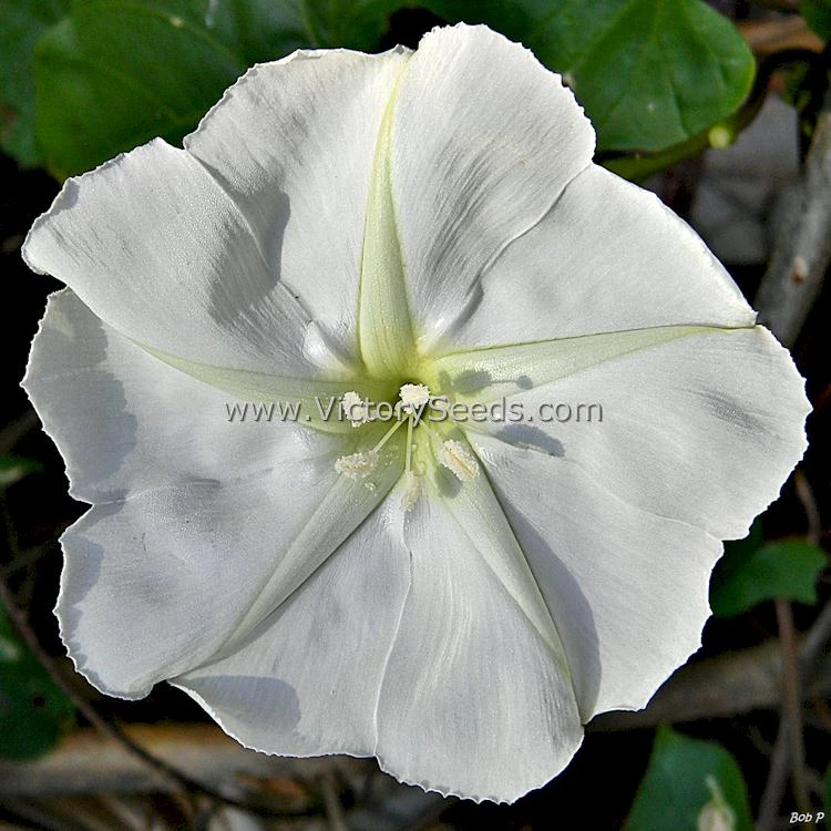 Moonflower - Image 2