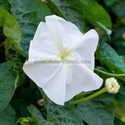 Moonflower