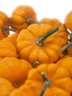 Jack Be Little Pumpkin