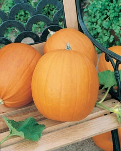 Jack O'Lantern Pumpkin