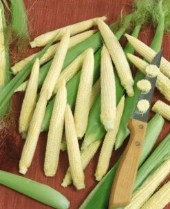 Japanese Hulless Popcorn