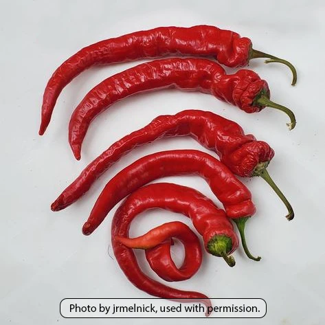 Jimmy Nardello Sweet Pepper - Image 2