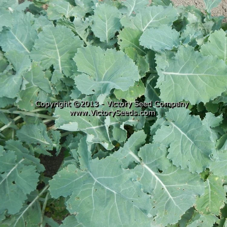 Premier Kale - Image 2