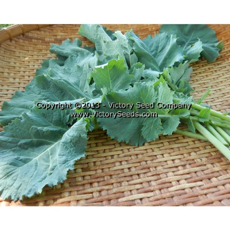 Premier Kale - Image 3