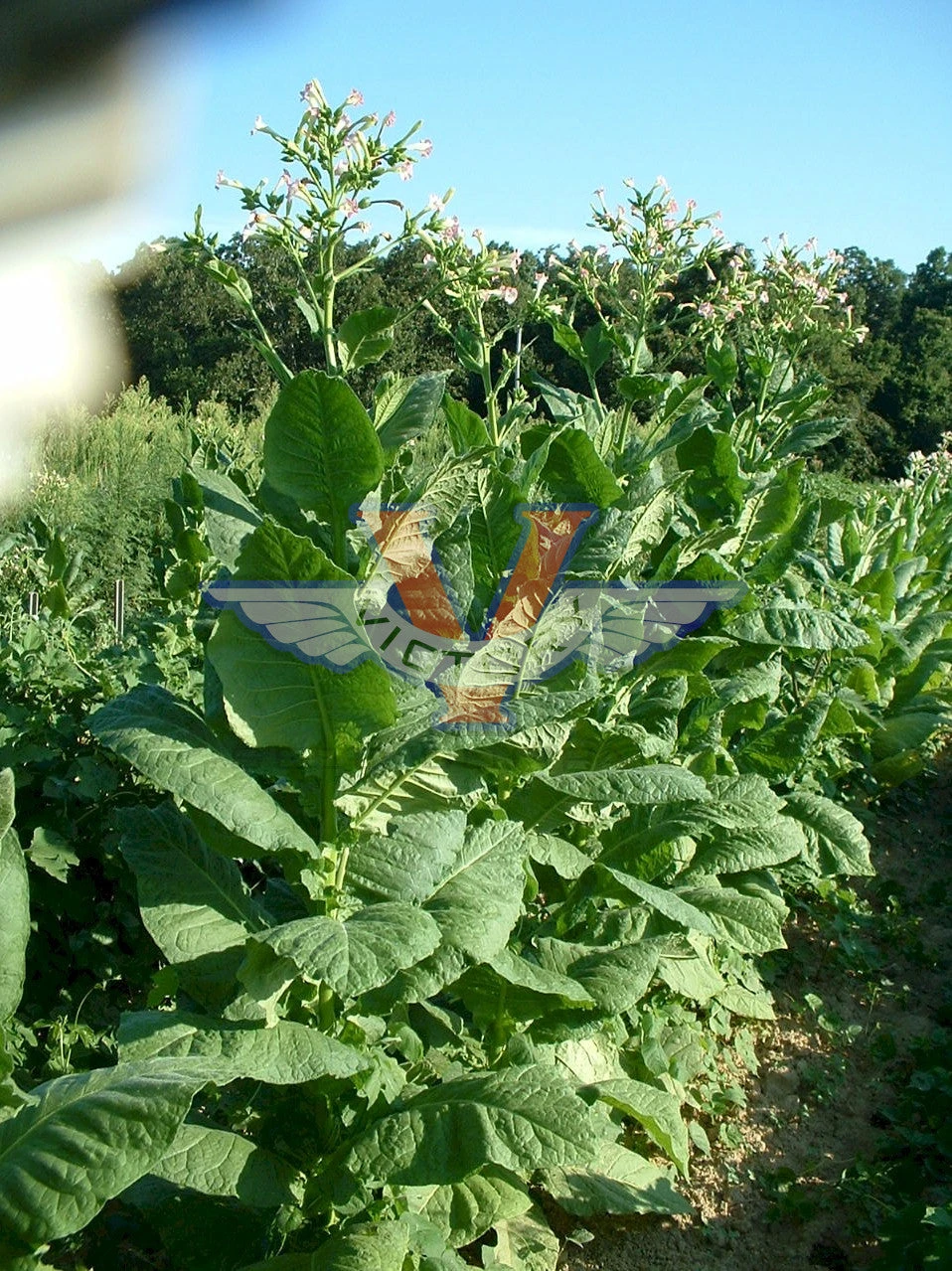 Lancaster Seed Leaf Tobacco - Image 2