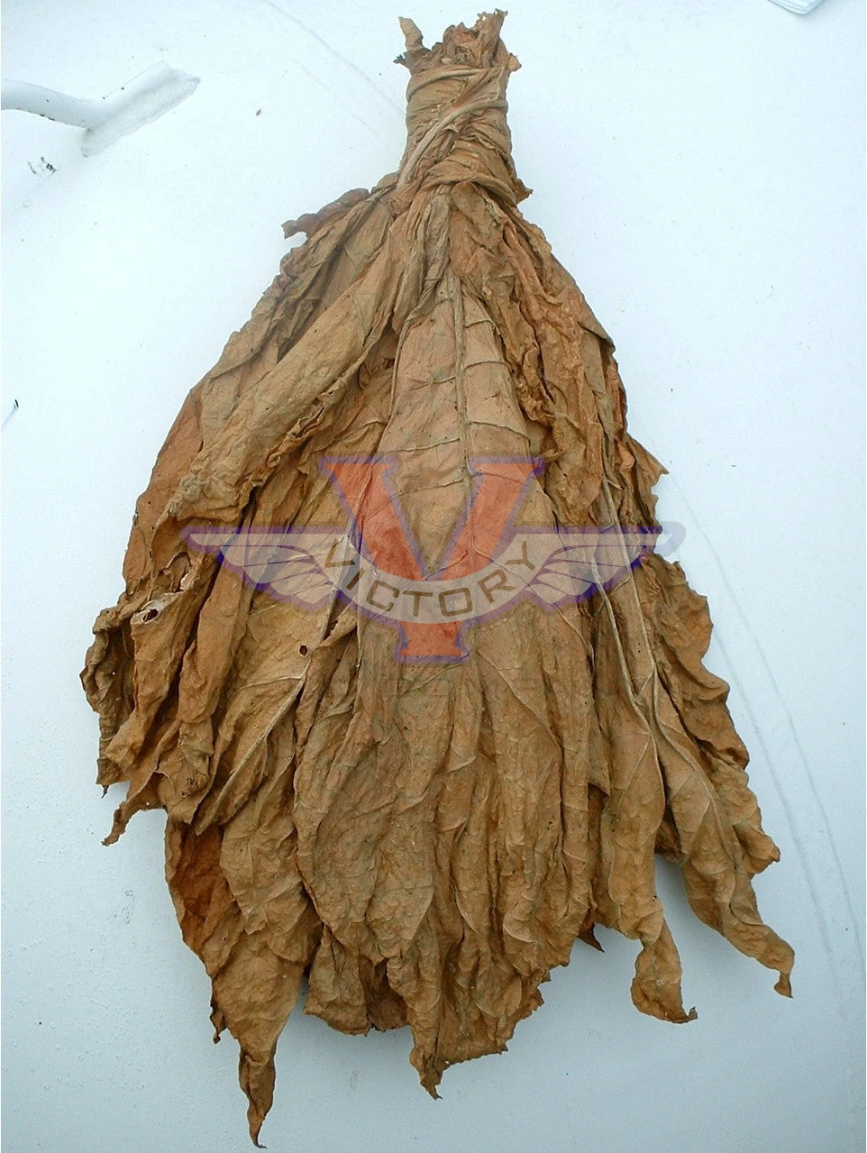 Lancaster Seed Leaf Tobacco - Image 4