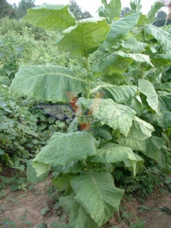 Lancaster Seed Leaf Tobacco