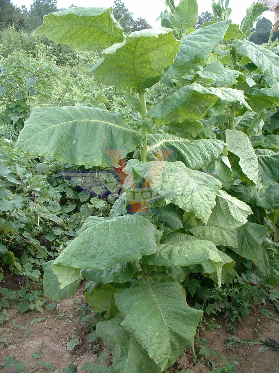 Lancaster Seed Leaf Tobacco