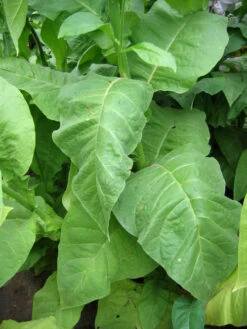 La Palma Havana Tobacco