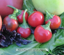 Large Red Cherry Sweet Pepper