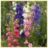 Rocket Larkspur