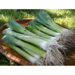 Carentan Leek