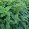 Lemon Balm