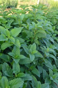 Lemon Balm