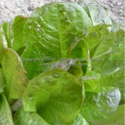 Cimmaron Romaine Lettuce