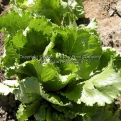 Great Lakes 118 Head Lettuce