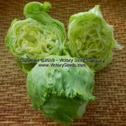 Great Lakes 659 Head Lettuce