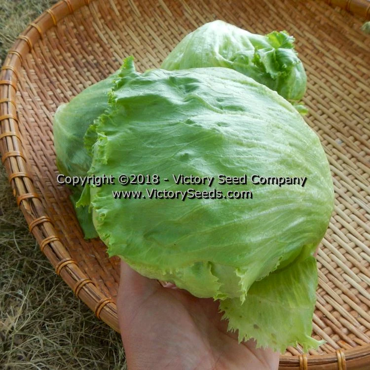 Great Lakes 659 Head Lettuce - Image 4