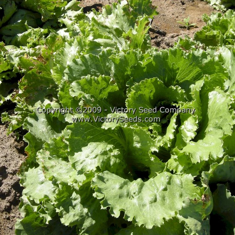 Great Lakes 659 Head Lettuce - Image 5