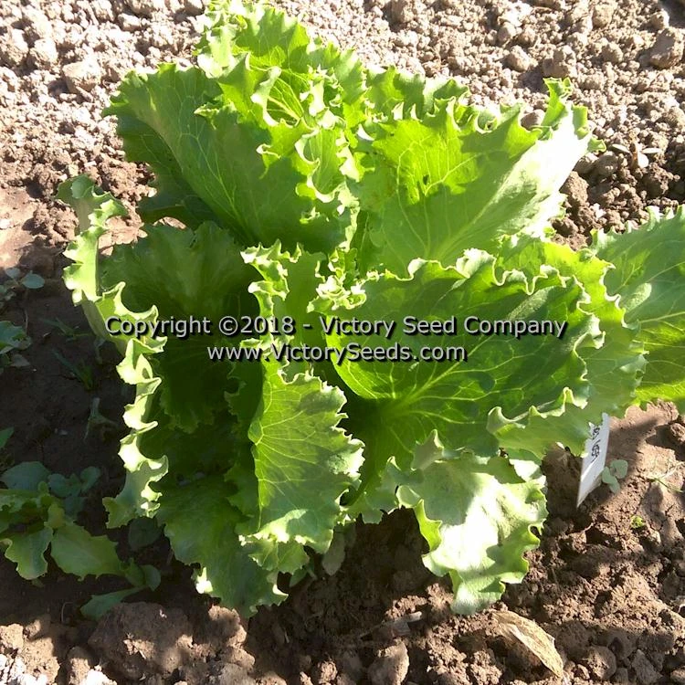 Great Lakes 659 Head Lettuce - Image 2