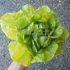 Kagraner Sommer Butterhead Lettuce