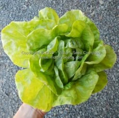 Kagraner Sommer Butterhead Lettuce