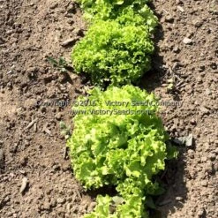 Lollo Bionda Leaf Lettuce