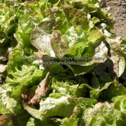 Bronze Mignonette Butterhead Lettuce
