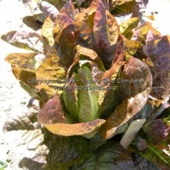 Red Romaine Lettuce