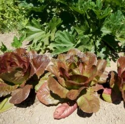 Rouge D'Hiver Romaine Lettuce