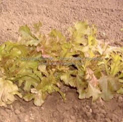 Salad Bowl, Red - Leaf Lettuce