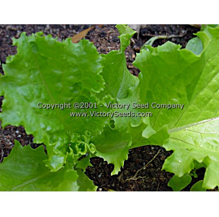 Waldmann's Green Leaf Lettuce - Image 6