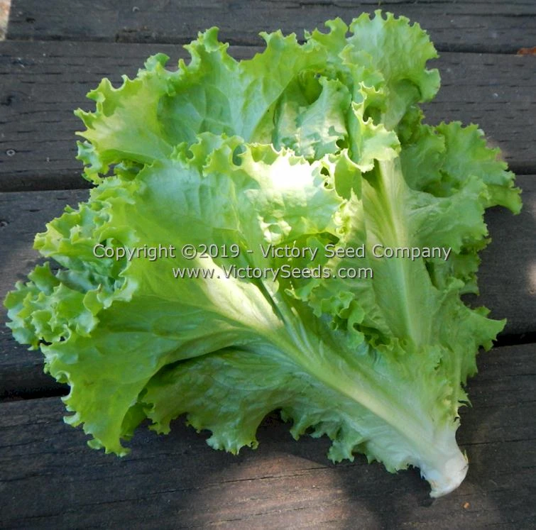 Waldmann's Green Leaf Lettuce - Image 4