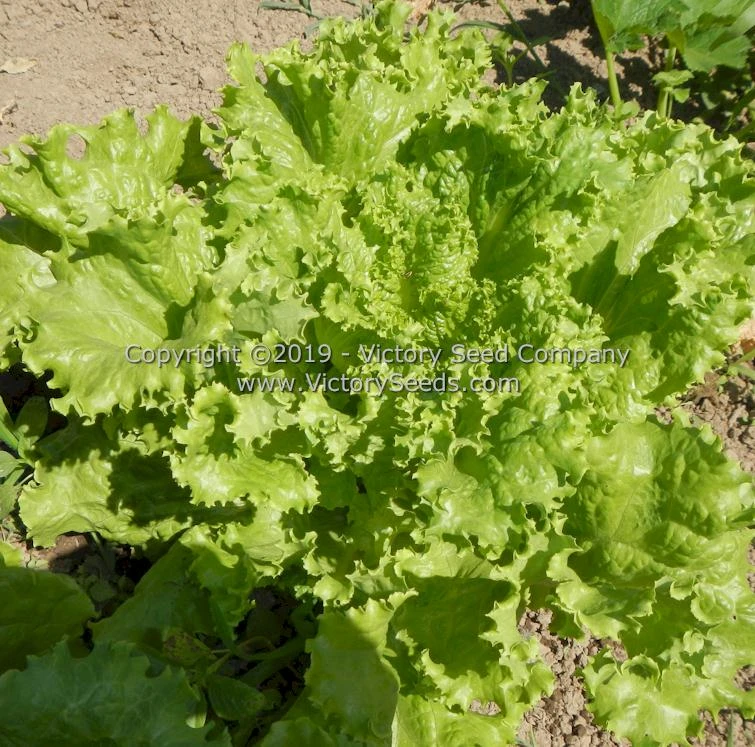 Waldmann's Green Leaf Lettuce - Image 3