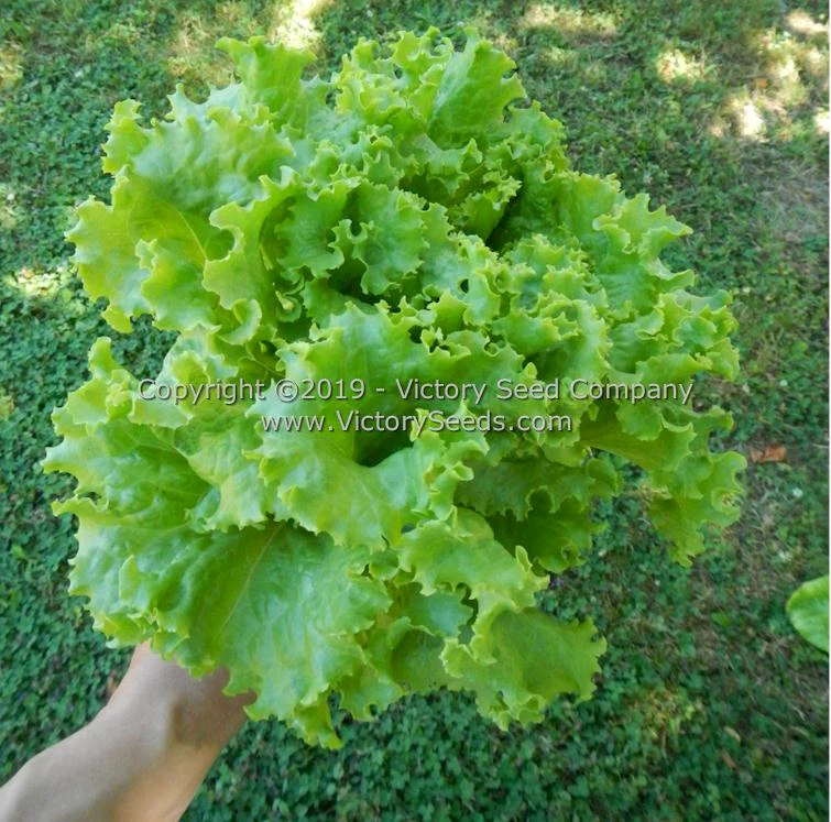Waldmann's Green Leaf Lettuce - Image 2